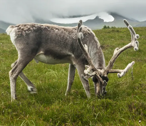 Reindeer with large, intricate antlers grazing on a lush green field