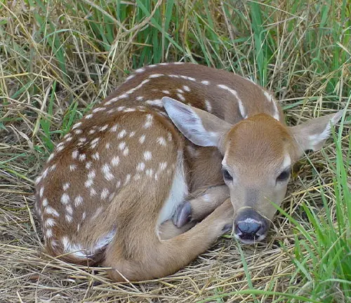 Young white-tailed deer resting in tall grass