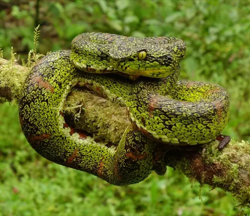 ibrant green Eyelash Viper coiled on a mossy branch in a forest