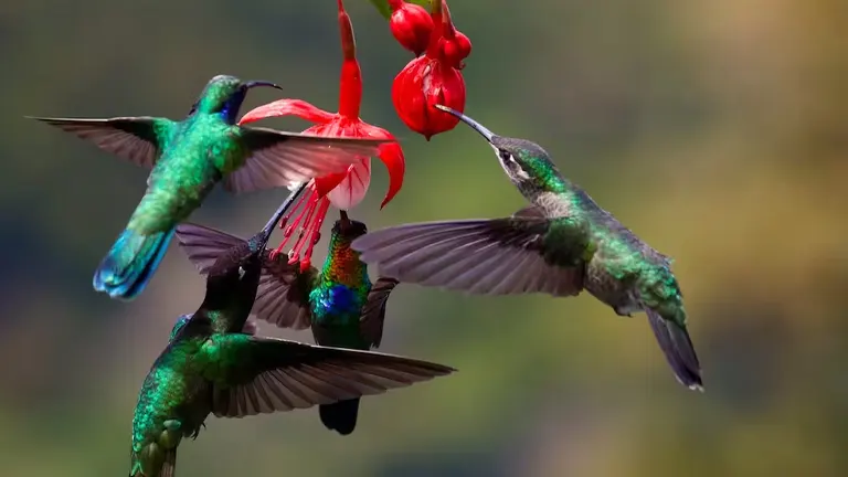 Hummingbirds feeding on red flowers in El Yunque National Forest