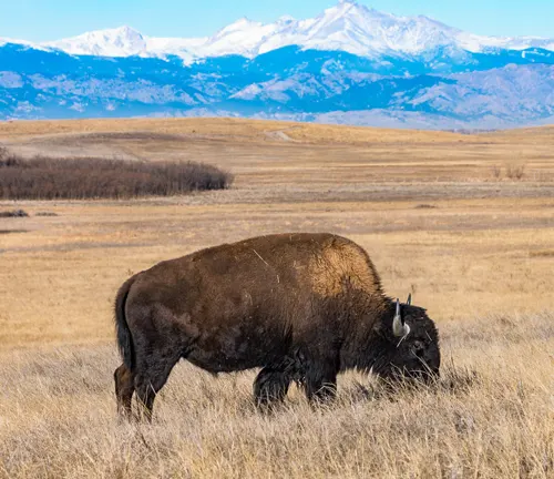 A Plains bison grazing in a field with mountains in the background
