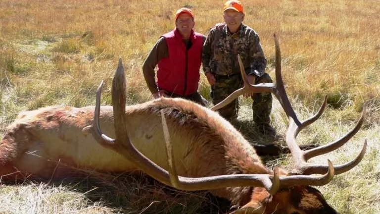 Two hunters with a downed elk in a field
