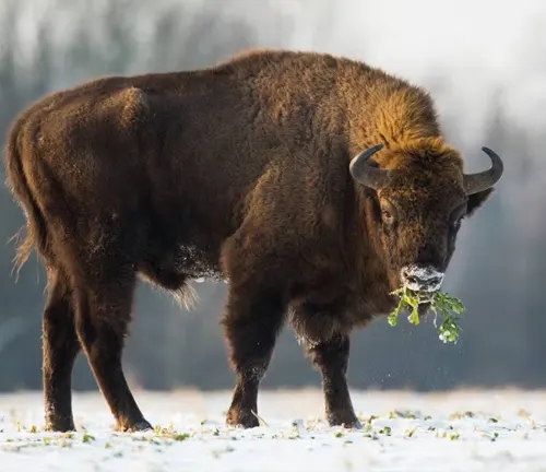 European Bison standing in a snowy field, eating green plants