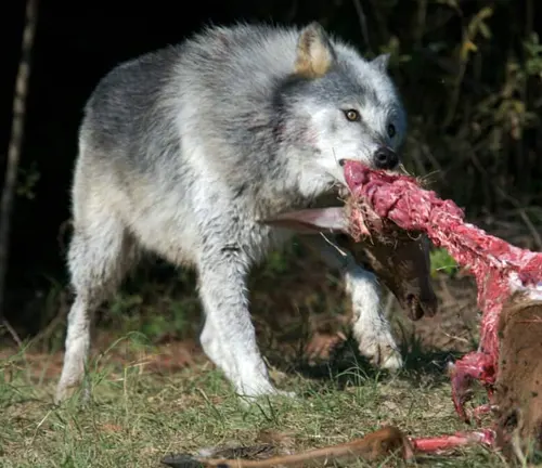 Gray wolf eating prey in the wild