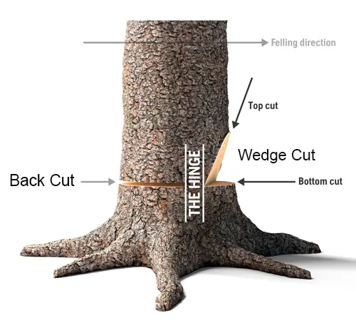 Illustrated guide showing labeled cuts on a tree trunk for safe tree felling