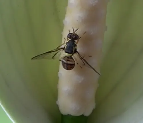 Close up of a fly on a Peace Lily plant stem