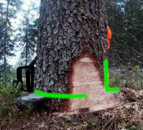 Chainsaw on a tree trunk with two marked undercuts for tree felling techniques