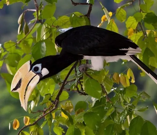 A black and white hornbill bird perched on a branch of a Narra tree with green leaves
