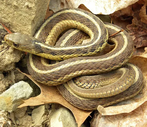 Close up of a Giant Garter Snake on leaves