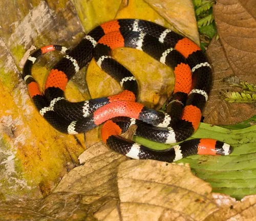 A Western Coral Snake coiled on a bed of leaves