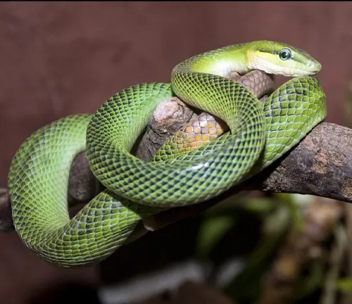Red-tailed Green Rat snake