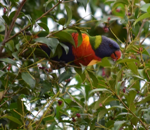A colorful bird perched on a branch of a Lilly Pilly tree