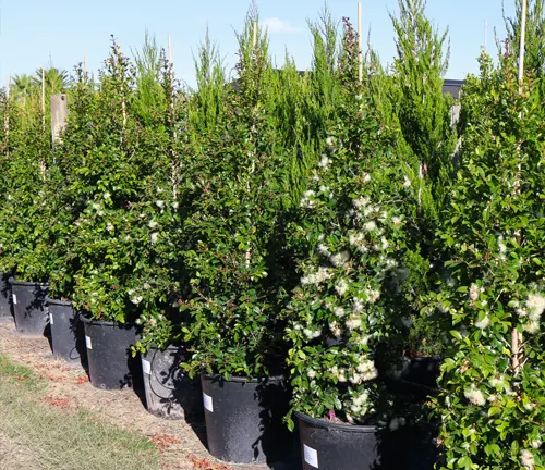 Rows of potted Lilly Pilly plants with white flowers in a nursery