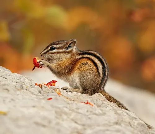 Chipmunk holding a red leaf on a rock with autumn foliage in the background