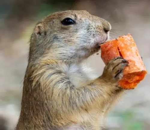 Close-up of a brown prairie dog nibbling on a bright orange carrot in a natural outdoor setting