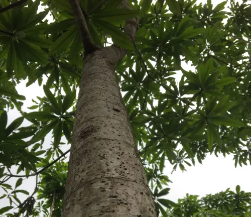 Tall Cinchona tree with textured bark and lush green leaves against a cloudy sky