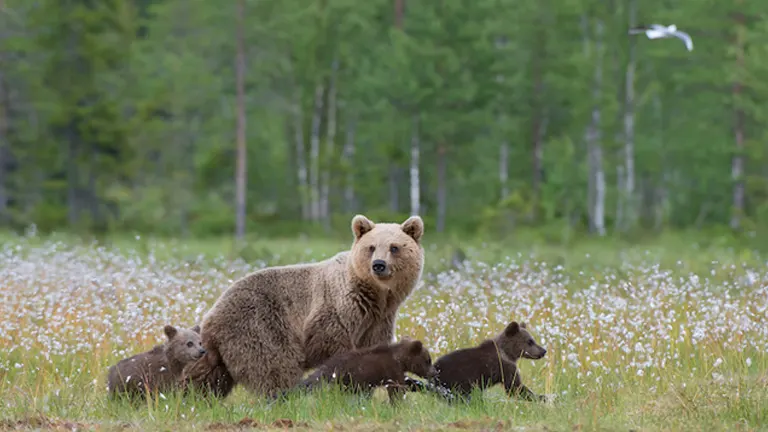 Wildlife Viewing