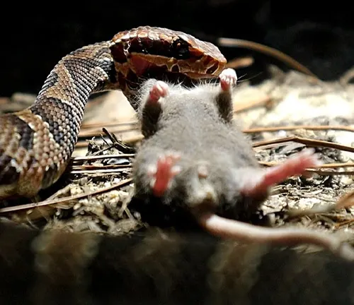 Close-up of Cottonmouth snake with open mouth approaching a small mouse