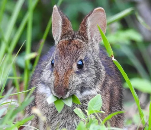 Alert Brush Rabbit nibbling on green leaves in its natural habitat