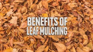 Benefits of Leaf Mulching