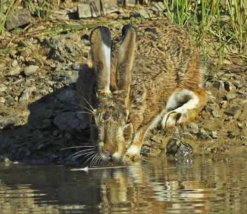 Iberian Hare crouched down to drink water from a pond in a natural setting