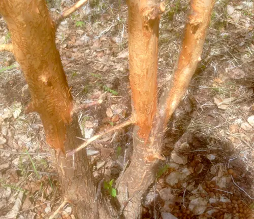 Three tree trunks with stripped bark in a forest setting, surrounded by dry leaves and small rocks
