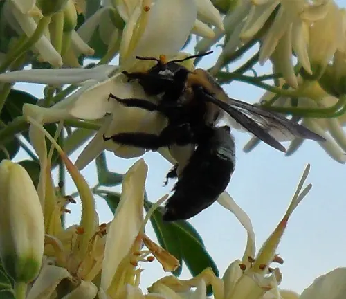 A bee pollinating Moringa tree flowers