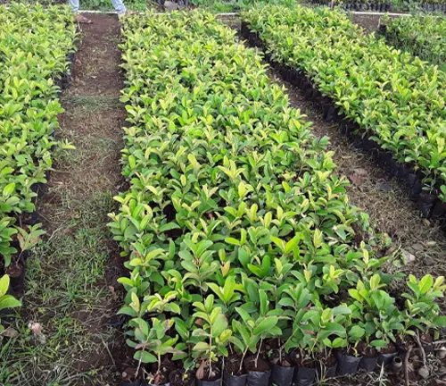 Rows of young guava trees in a nursery
