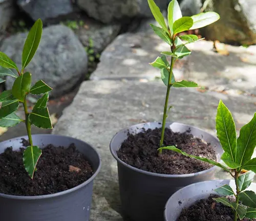 Young bay laurel trees in pots under sunlight