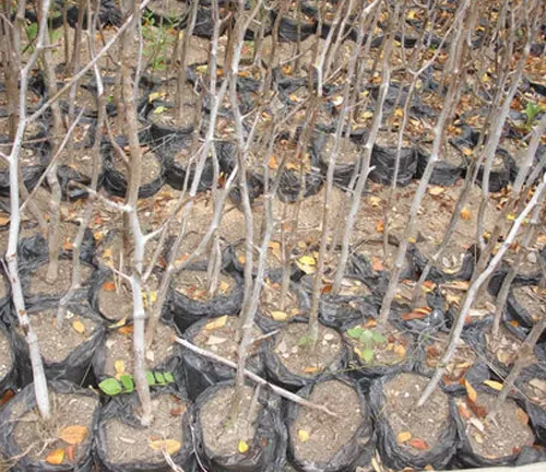 numerous young Palo Santo trees planted in black nursery bags, with slender, grey trunks and without leaves