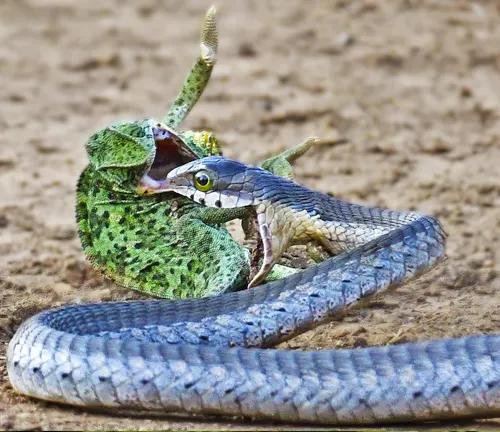 Boomslang snake eating a green chameleon on dirt ground