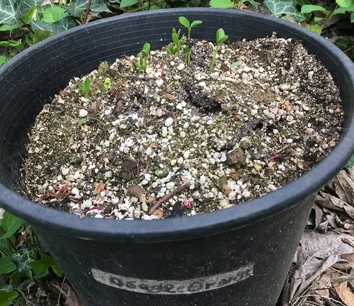Young Osage Orange Tree sprouts in a labeled pot