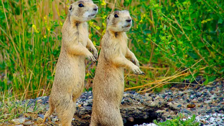 Two alert prairie dogs standing on rocky ground in Shoshone National Forest
