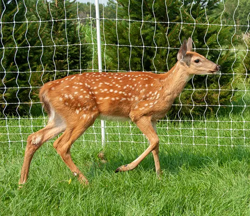 Axis Deer walking in front of a fence on green grass