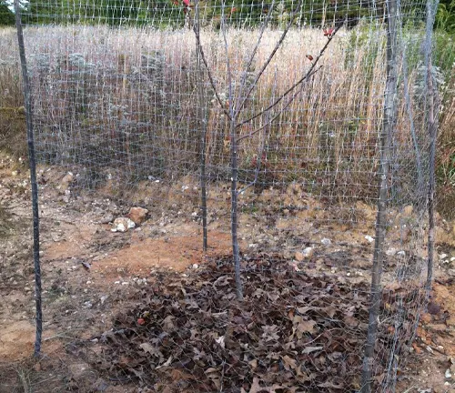 Young, leafless tree protected by a wire mesh fence on rocky soil