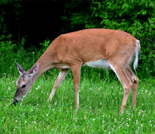 White-tailed deer grazing in a lush green field