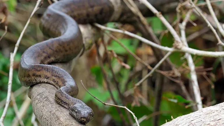 A snake resting on a tree branch in El Yunque National Forest