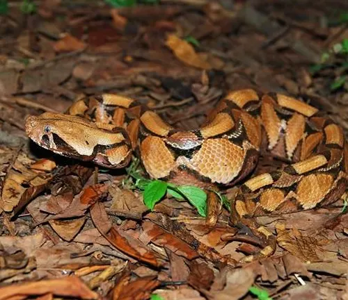 Gaboon Viper coiled on the ground amidst leaves and twigs