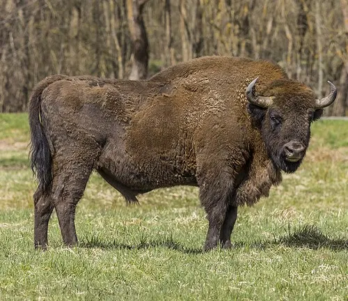 A Plains bison standing in a grassy field with trees in the background