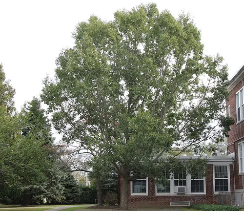 A Sawtooth Oak tree with lush green leaves in front of a brick building