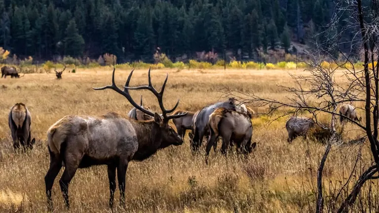 Group of elk grazing in the golden fields of San Juan National Forest with a backdrop of dense trees