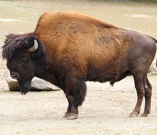 Steppe Bison