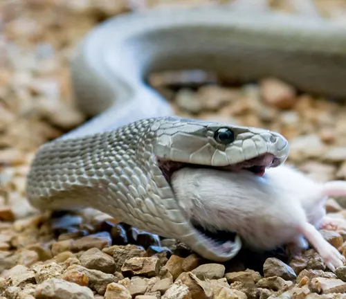 Black Mamba with open mouth on rocky ground