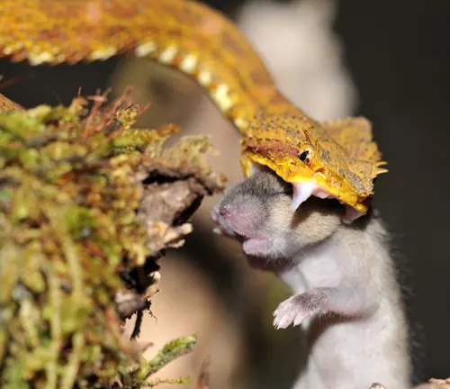 Yellow Eyelash Viper capturing a mouse in a forest