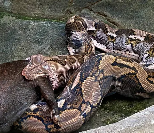 Reticulated python constricting a prey on rocky ground