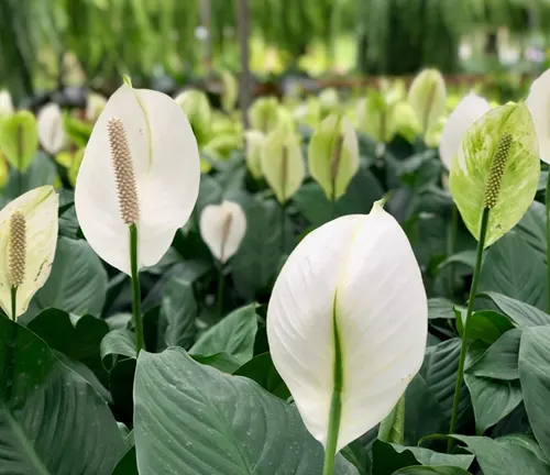 Close up of white Peace Lily flowers in a greenhouse