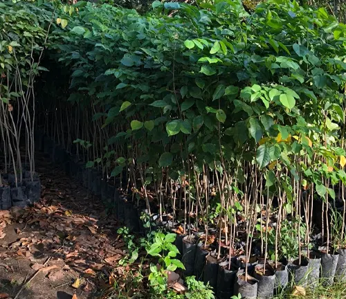 A group of young Narra trees in black pots with green leaves and thin trunks