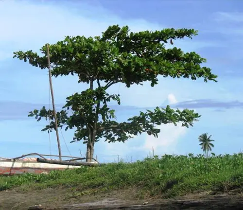 Talisay tree with green leaves against a blue sky