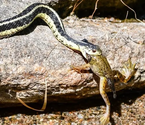 Giant Garter Snake eating a frog on a rock