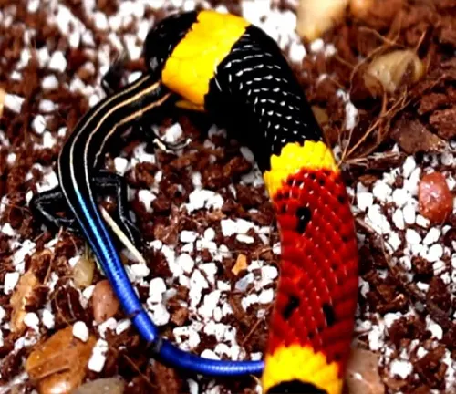 Close up of a Western Coral Snake on a bed of leaves and rocks